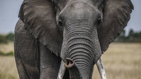 Mystery illness kills 15 elephants in Kenya - [Wazir Resurrects] July 29, 2026