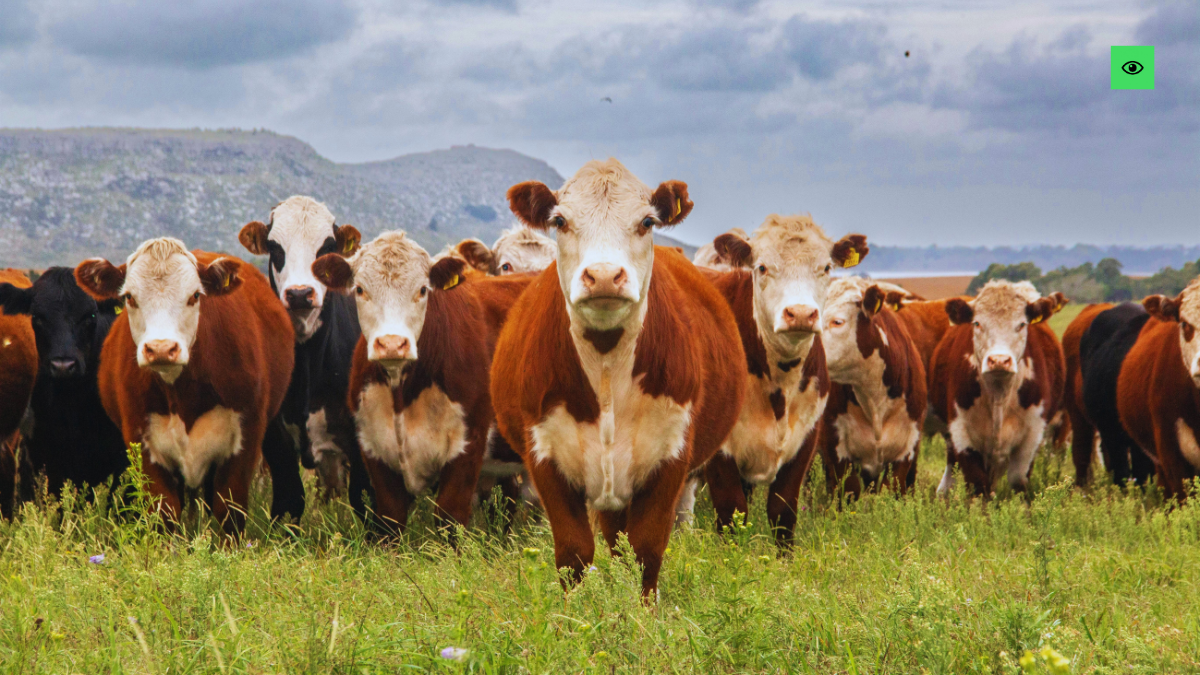 10,000 Go Mitras to Drive UP’s New Cow Protection Plan August 16, 2026 Uttar Pradesh is taking cow protection beyond shelter management. The state plans to train 10,000 Go Mitras, while linking cattle care with natural farming, rural jobs, women’s groups and local industries. - ironaadmi news