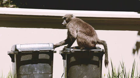 South Africa rolls out baboon-proof bins - Wazir September 6, 2026
