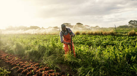South Africa releases state land to black farmers - Wazir October 22, 2026 South Africa releases state land to black farmers – Wazir